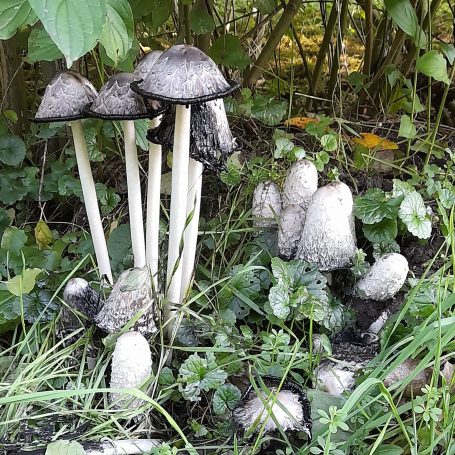 Netzwerk Pilze