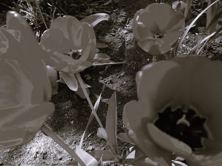 Mohnblumen